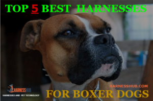 Dog Harnesses For Boxers: Top 5 Best