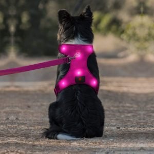 Domi dog harness