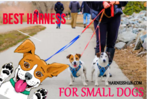 Small Dog Harnesses: Our Top 8 Best