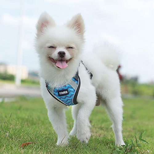 Cute Dog Harnesses