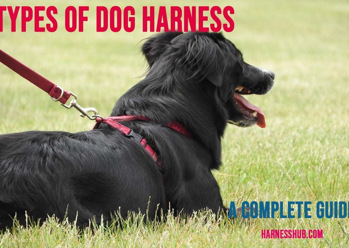 types of dog harnesses