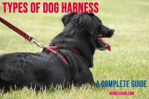 Types of Dog Harnesses: A Complete Guide