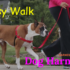 Easy Walk Dog Harness: A Complete Guide