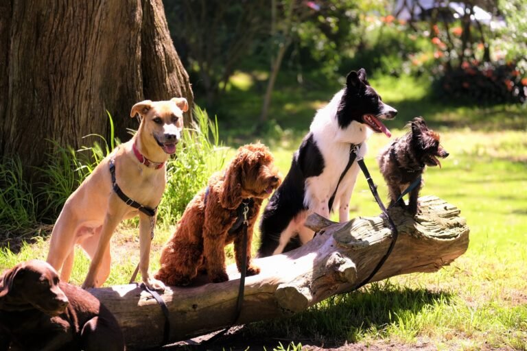 four different size dogs sitting in yard